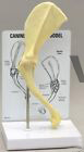 Canine Shoulder Joint Model